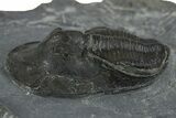 Bargain, Prone Scotoharpes Trilobite - Boudib, Morocco #353031-2